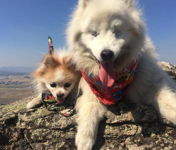 Se juntos já causam imagina juntos.